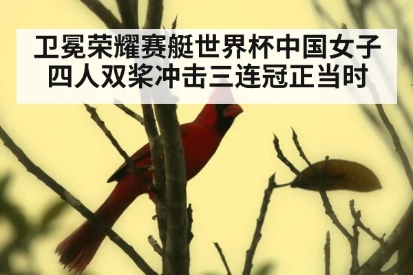 卫冕荣耀赛艇世界杯中国女子四人双桨冲击三连冠正当时